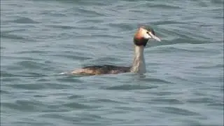 Great Crested Grebe, Svasso maggiore (Podiceps cristatus)