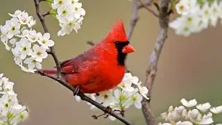 SONG OF THE RED BIRD