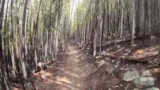 Forest Trail Ride in Colorado | Scenic Mountain Path