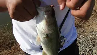 Lots of Dead Fish! - Canal Hopping #2