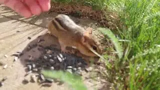 CHIPPITS CHIPMUNK IS BACK - May 5, 2024 Daily Life Vlog with Steve and Shannon Anderson