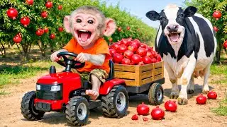 Monkey Farmer Drives a Tractor to Harvest Pomegranates with Dairy Cow!- Monkey Farm Work |