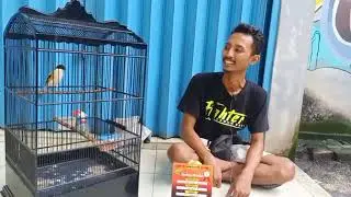 Tips dan Trik Mas Deni, Juara 1 Kelas Cendet