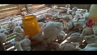 @Usaha Ternak Ayam Pedaging