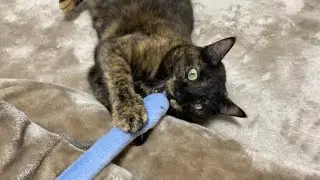 セリアのヘビ🐍サビ猫ver.