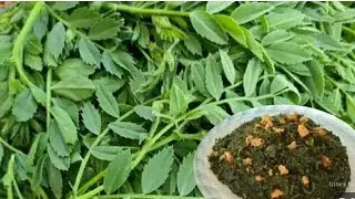 আজকের রেসিপি হলো নিরামিষ ছোলার শাকের ঘন্ট।cholar shaker Ghonto recipe ।