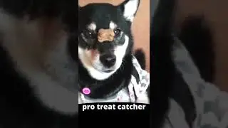 amazing dog skills