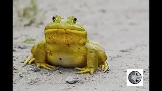 INTO NATURE Ep.15 : Breeding season of Bullfrog
