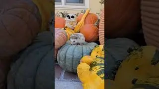 The Curious Hedgehog's Pumpkin Adventure