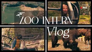 Zoo Intern Vlog - Advice for wildlife biology students!