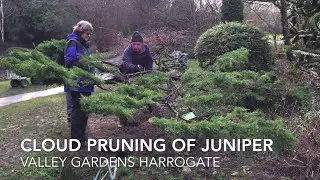 Cloud pruning  of Juniper Valley Gardens Feb 2017