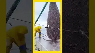 Witnessing the Jellyfish Harvest of the Fishermen #factsacts   #analysis #knowledge #facts #insight