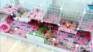 2, 3, 4 Guinea Pig Loft Bed | DIY C&C Cage | graciespiggies