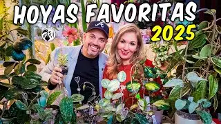 Nuestras 20 Hoyas Favoritas del 2025 | Variegadas, Raras y ESPECTACULARES 🌿