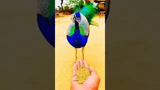 Fozya_Somro_Song#unfrezzmyaccount #indiansindhi #sindhiradhno #account #sindhvlog