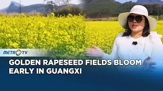 Golden Rapeseed Fields Bloom Early in Guangxi