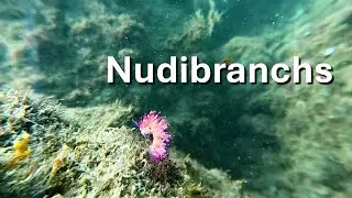 Colourful Sea Slugs | Documentary Clip