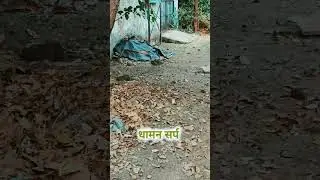 धामन सर्प 🤔🤔🤔 #animals #love #snake #forest #save