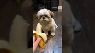Can dogs eat banana || 🐕😂 Shitzu dog || #shorts #shitzu