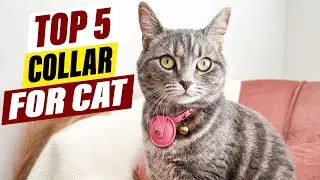 Top 5 Best Collars for Cats in 2025 &ndash; Comfortable & Safe Options for Your Kitty!