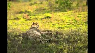 Chris Watson - Adult Cheetah