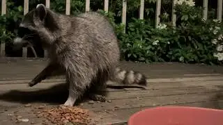 Raccoon Family 🦝🦝🦝 The Sidewinder, Mother, and Rolson