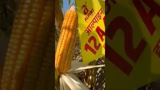 Alpine 12A40 Makka 🌽 Marki Mau Guna Best Quality Seed Alpine Seed Makka On Top 12A40 #makka #maize
