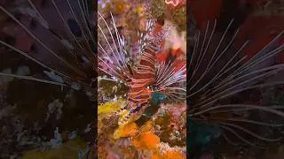 NotCousteau | Spotfin Lionfish and Electric Fileclam #moalboalsup #notcousteau #lionfish  #freedive