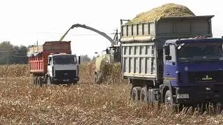 Эффективная уборка кукурузы: Claas Jaguar 870 в деревне Мокрое
