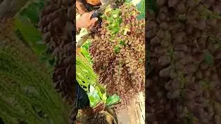 techniques for harvesting sugar palm fruit #shorts