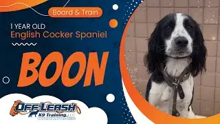 Boon~ 1 yr English Cocker Spaniel ~ Best Cocker Spaniel Trainers ~ Off Leash K9 Training Phoenix