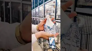 sentinate pigeon available at birds palace #birdspalaceofficial  #slowed #birdspalace  #birdstore