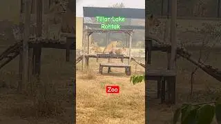 Rohtak Zoo | Tilyar Lake in Rohtak | Boating 🛶 | Best Picnic Place for Family