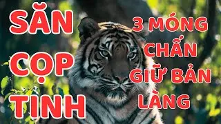 SĂN CỌP TINH 3 MÓNG || Người Rừng Kể Chuyện