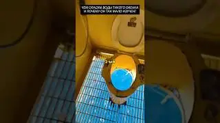 Чем так опасны воды Тихого океана? #2025 #факты #новости #viral