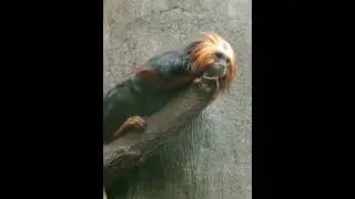 Golden-headed Lion Tamarin (Leontopithecus chrysomelas): Black body, golden head, endangered.
