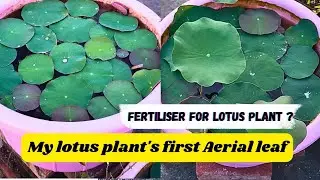 First AERIAL leaf in my Lotus plant 🪷 // Good Fertilizer for good blooming in lotus plants // #viral