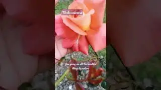 #thankyounature #flowerlove
