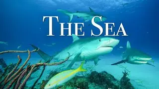 The Deep Ocean | Dangerous😱Sea Creatures |  Sharks 🦈