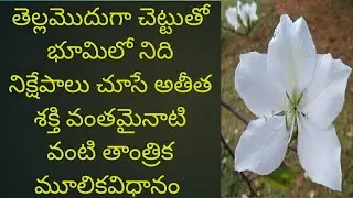 తెల్లమొదుగా చెట్టుతో భూమిలో నిధినిక్షేపాలు చుసేవిధానం, తాంత్రిక వైద్య విధానం