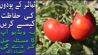 گرمیوں میں  ٹماٹر کے پودوں کی حفاظت کیسے کریں | Garmiyon mein tamaatar kaise lagaen