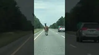 Horse on I-95 in Sidney Maine
