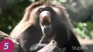 Stupeflix:Top 10 lustigste Affenbilder
