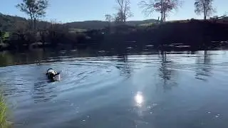 Airedale Terrier swimming and shaking