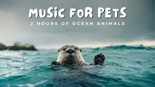 🐬 2 Hours of Ocean Animals | 🎶 Calming Acoustic & Classical Music for Dogs