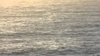 Whale watching at Bodega Bay, California