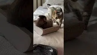 Shark Wins The Fight And Gets His Turn In The Scratch Bed
