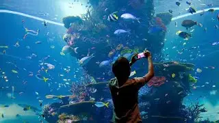Our Visit To SEA Aquarium - Resorts World Sentosa Singapore (2019)