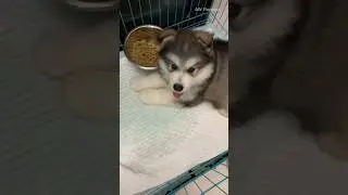 small to big Animals Transformation