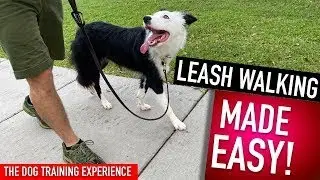 5 Common Dog-Walking Mistakes: Master the Art of Walking Your Puppy